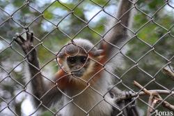Endangered Primate Rescue Center (EPRC)