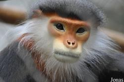 Endangered Primate Rescue Center (EPRC)