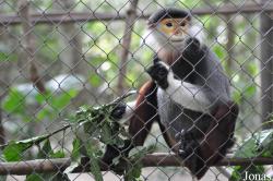 Endangered Primate Rescue Center (EPRC)