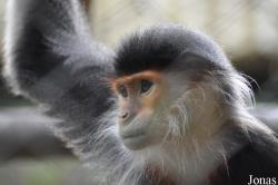 Endangered Primate Rescue Center (EPRC)
