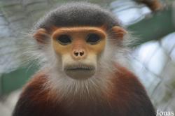 Endangered Primate Rescue Center (EPRC)