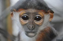Endangered Primate Rescue Center (EPRC)