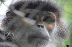 Endangered Primate Rescue Center (EPRC)