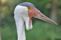 Bugeranus carunculatus