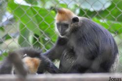 Endangered Primate Rescue Center (EPRC)
