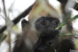 Trachypithecus poliocephalus