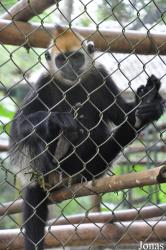 Endangered Primate Rescue Center (EPRC)