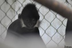 Endangered Primate Rescue Center (EPRC)