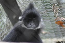 Endangered Primate Rescue Center (EPRC)