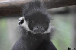 Trachypithecus hatinhensis