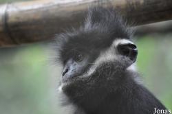 Endangered Primate Rescue Center (EPRC)
