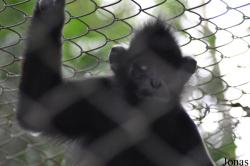 Endangered Primate Rescue Center (EPRC)