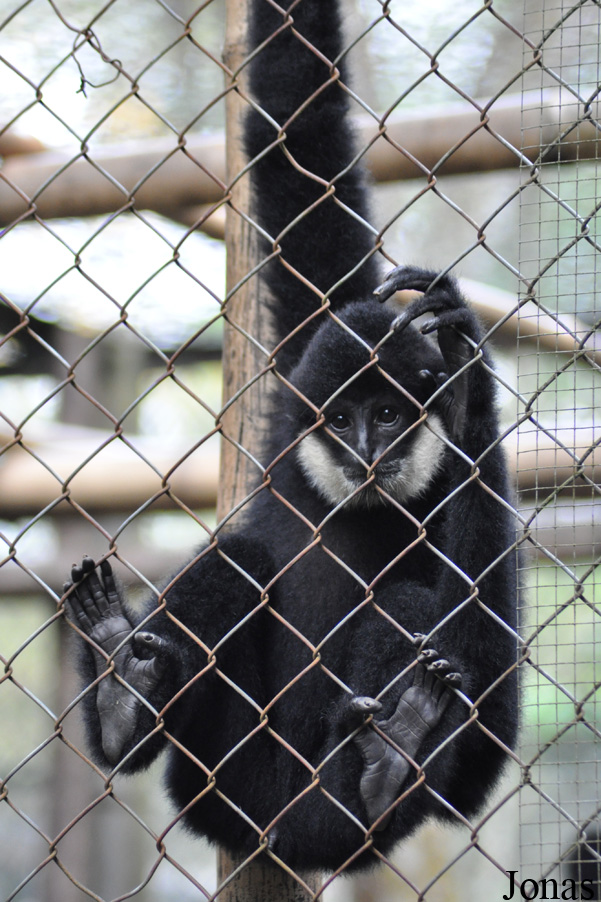 Endangered Primate Rescue Center (EPRC)