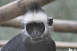 Endangered Primate Rescue Center (EPRC)