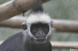 Trachypithecus laotum