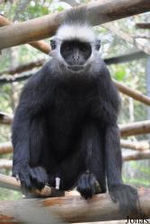 Endangered Primate Rescue Center (EPRC)