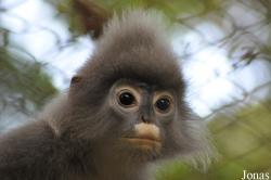 Endangered Primate Rescue Center (EPRC)