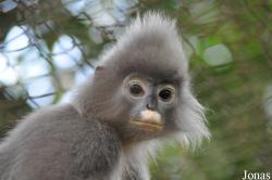 Trachypithecus phayrei