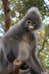 Endangered Primate Rescue Center (EPRC)