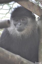 Endangered Primate Rescue Center (EPRC)