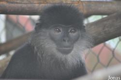 Pygathrix nemaeus x Trachypithecus hatinhensis