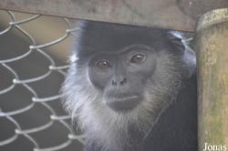 Endangered Primate Rescue Center (EPRC)