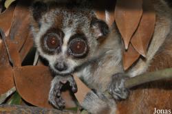 Endangered Primate Rescue Center (EPRC)