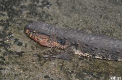 Vietnam Amphibian and Reptile Breeding Station