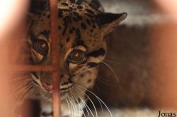 Soc Son Animal Rescue Center