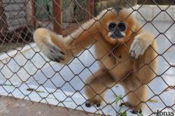 Soc Son Animal Rescue Center