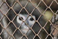 Trachypithecus phayrei