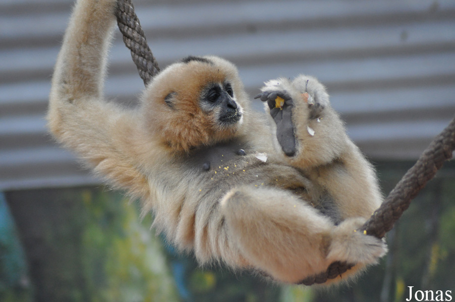 Hanoi Zoological Gardens