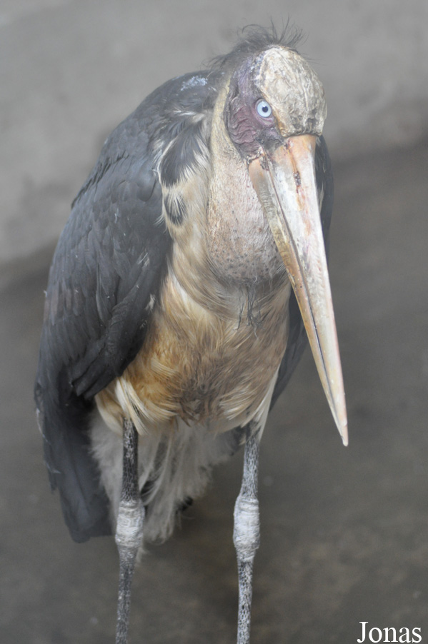 Hanoi Zoological Gardens