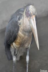 Hanoi Zoological Gardens