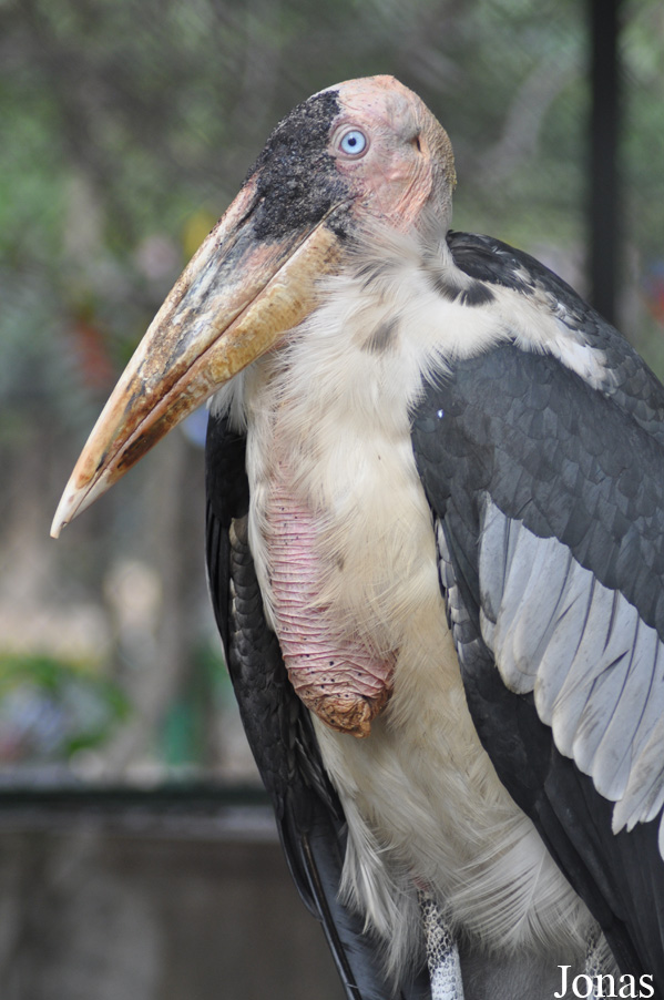 Hanoi Zoological Gardens