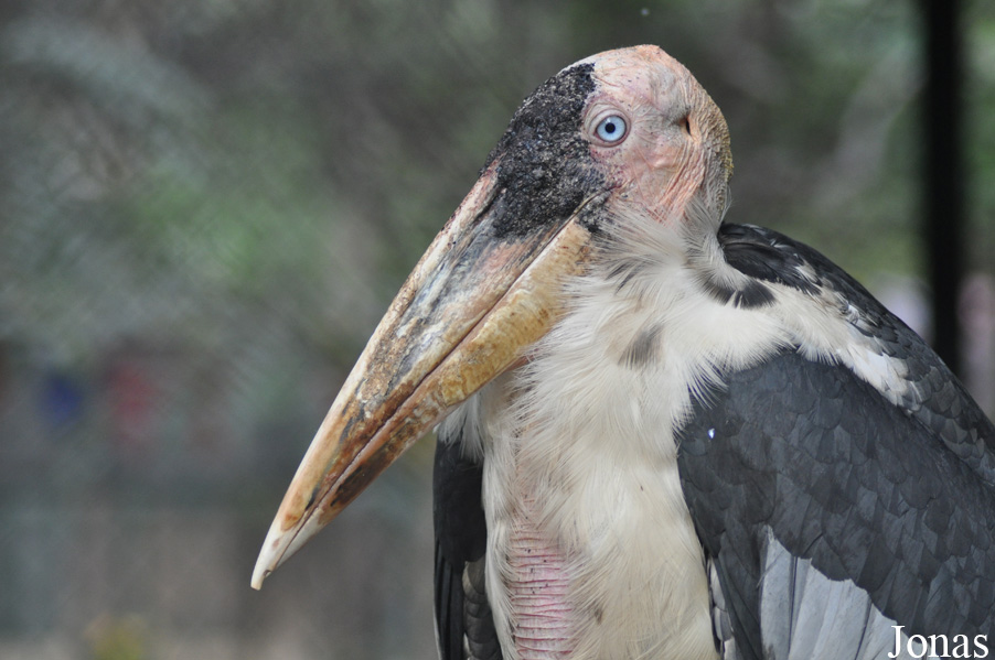 Hanoi Zoological Gardens