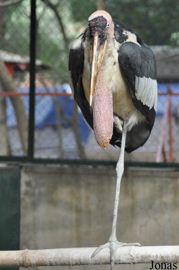 Hanoi Zoological Gardens