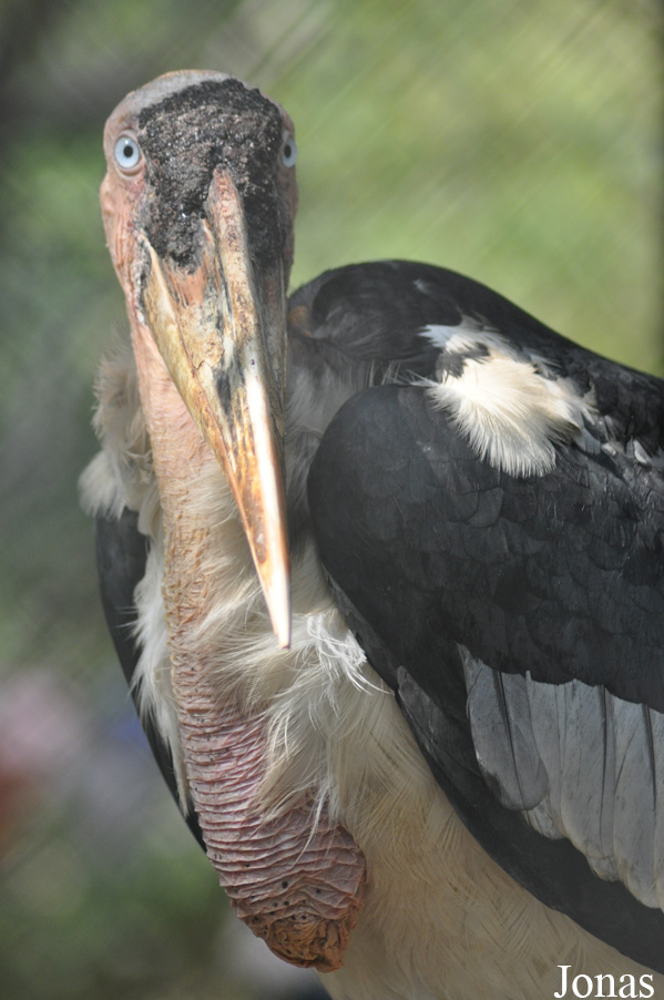 Hanoi Zoological Gardens