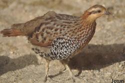 Bambusicola fytchii