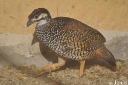Francolinus pintadeanus
