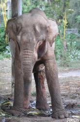 Lao Zoo