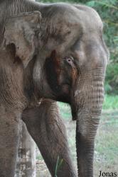Lao Zoo