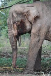 Lao Zoo