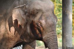 Lao Zoo