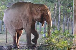 Lao Zoo
