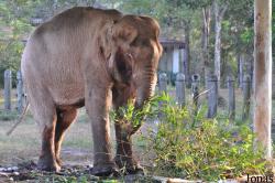 Lao Zoo