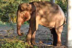 Lao Zoo