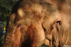 Lao Zoo