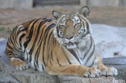 Panthera tigris corbetti