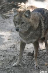 Lao Zoo